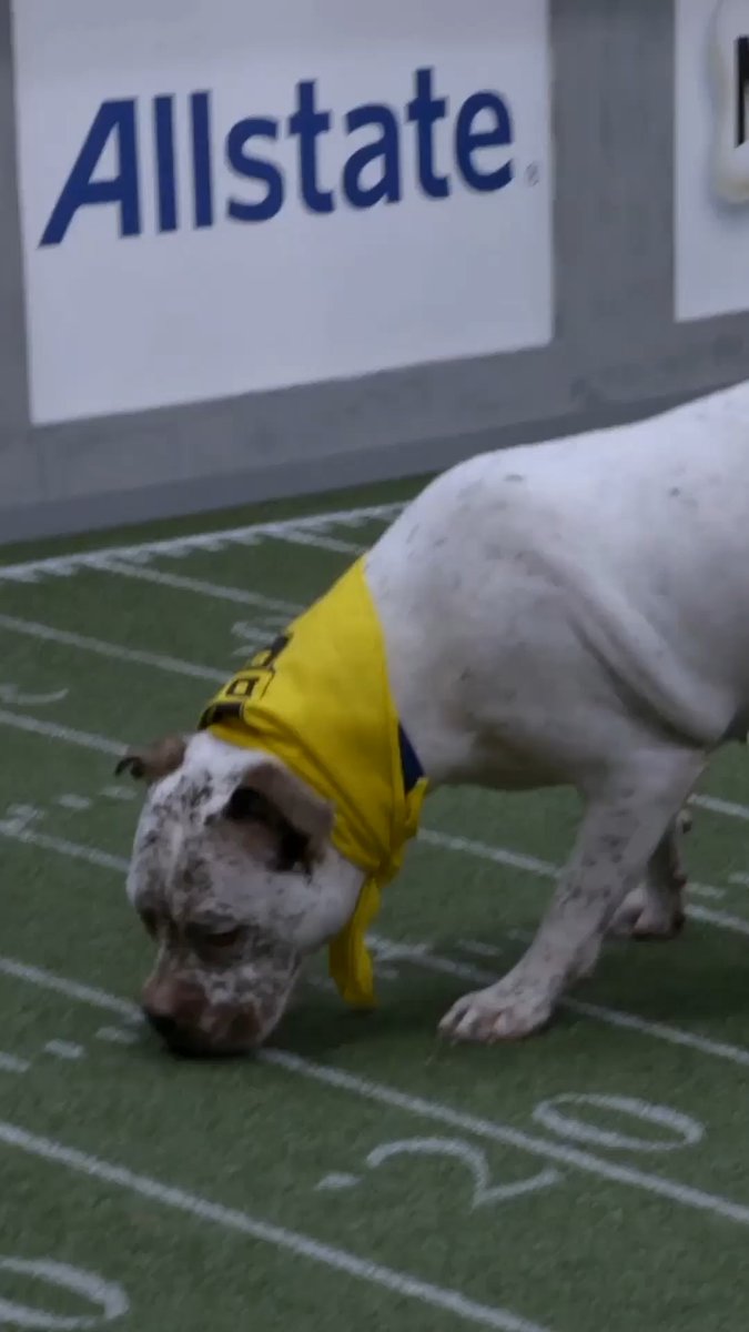 Hyper dogs suddenly turn camera shy?! ☺️📸 #pitbullsandparolees #dog #dogs #petlover #PuppyBowl