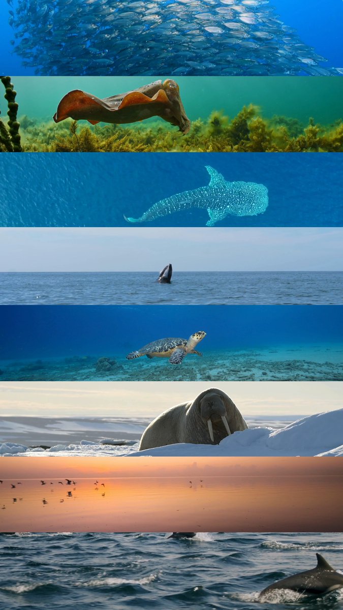 #NationalWildlifeDay: A rich world is one that is abundant with wildlife. 💙 Oceana works to protect our oceans & restore them to their former abundance because without the WILD, there is no LIFE. Join us in protecting our blue planet. 👉