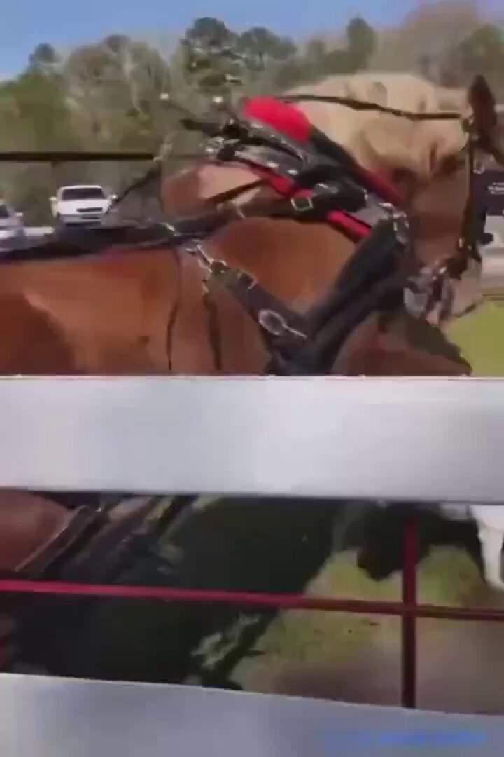 Pitbull tries to bite horse, gets kicked into oblivion. Why do pitbulls always get triggered for nothing?
