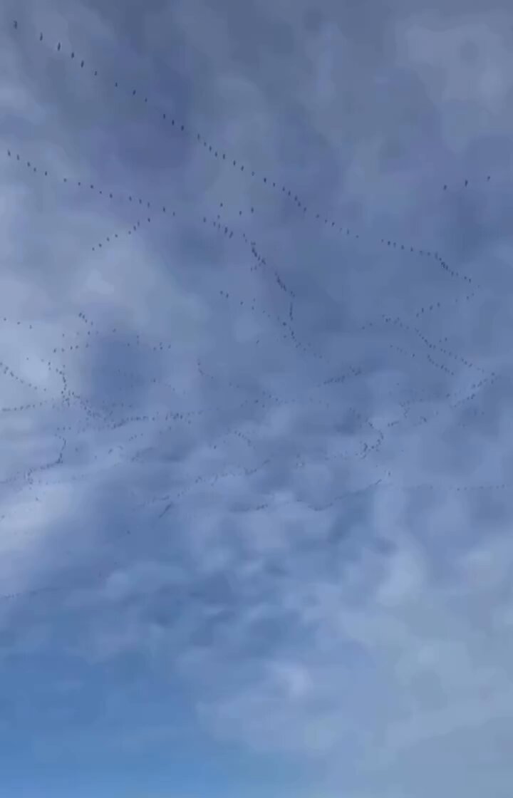 Aku gak tau ini bener atau salah ya.. Mitos di daerahku ketika burung ini terbang bergerombol tandanya akan ada kejadian besar atau bencana... Kaya sekarang anak krakatau sedang erupsi Kalo di daerah kalian gimana?