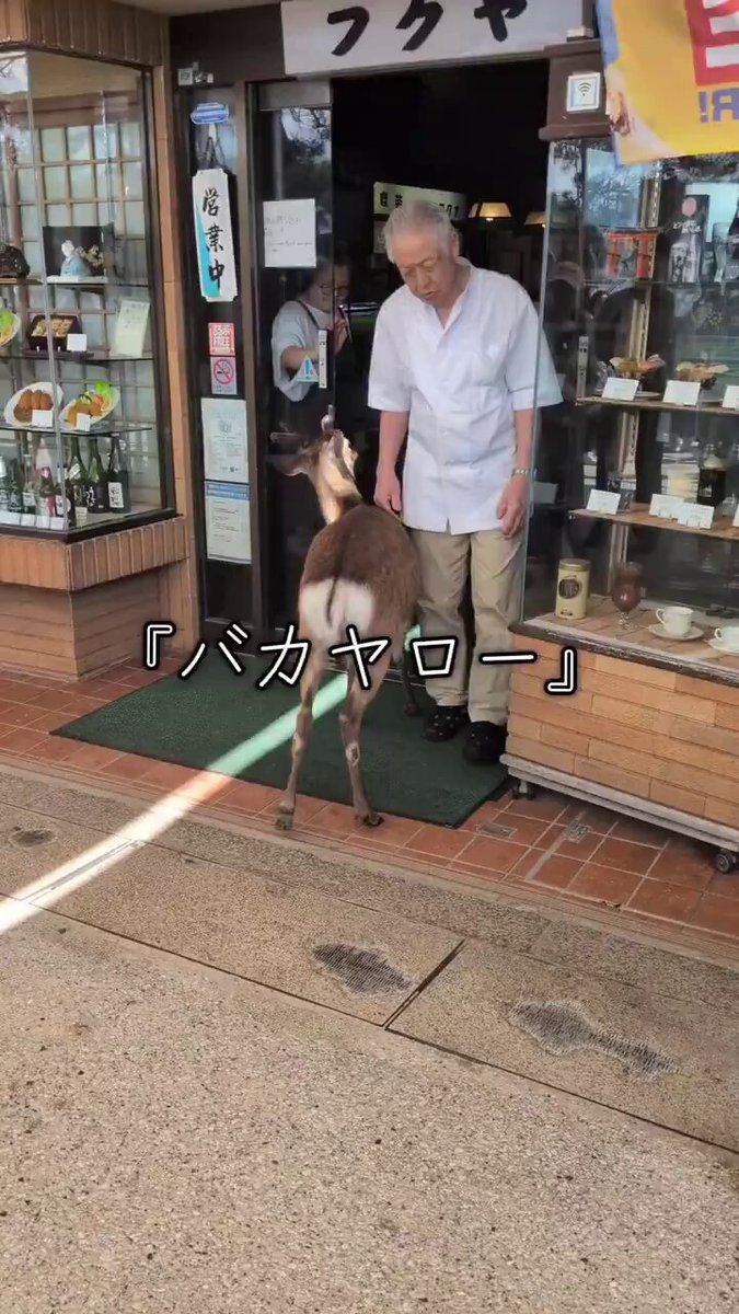 勝手に奈良公園の鹿やと思ってた🥹 一生懸命に後着いて行くのが たまらく可愛い🥰💕💕💕💕