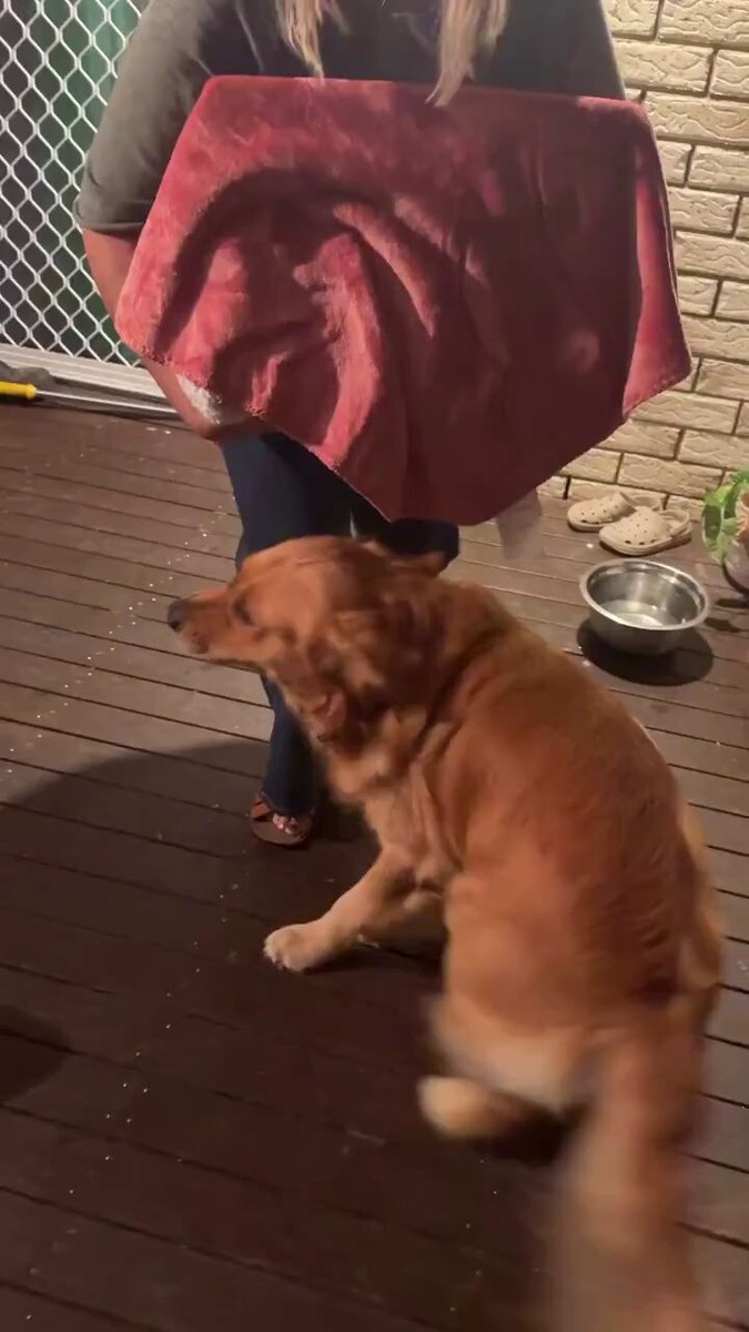 Golden Retriever dog's reaction to meeting a golden puppy..🐕🐾♥️