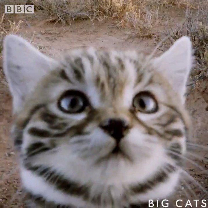 Africa's smallest cat is also the world's deadliest!