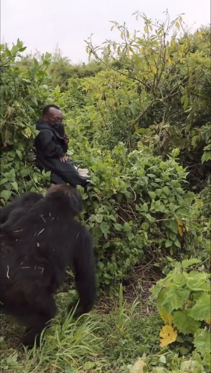 Facing one of the rarest treasures on Earth🦍🌿🇷🇼
