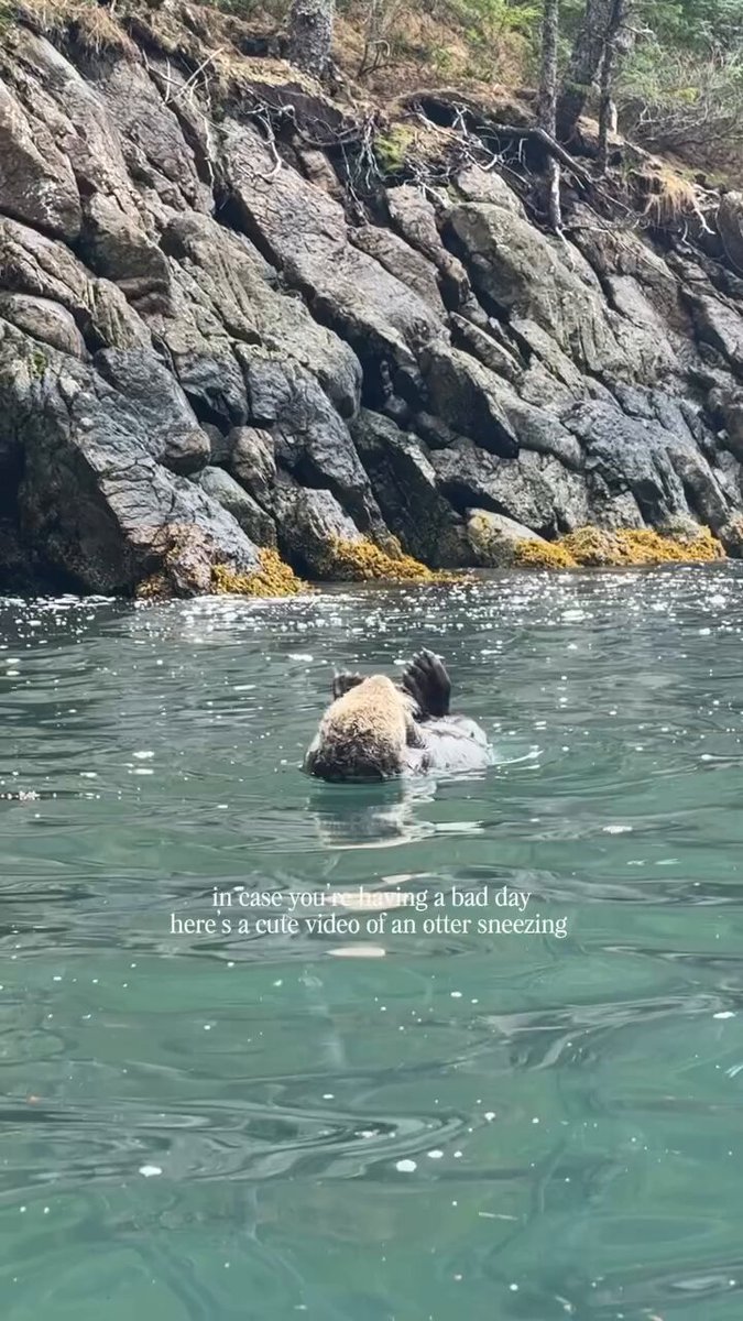 Otter sneezing.. 🦦🤧😅