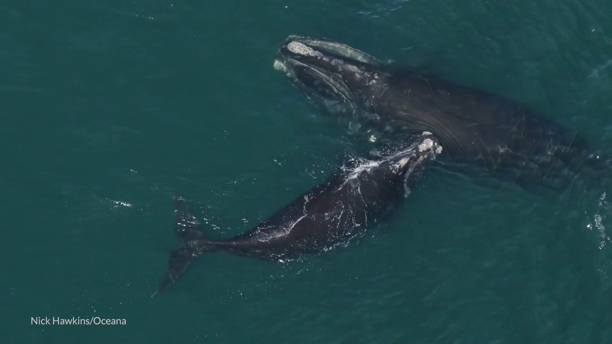 This week, the U.S. House of Representatives passed a bill that will delay necessary protections for North Atlantic right whales, but the fight doesn’t end here. With only around 380 of these gentle giants remaining, the U.S. Senate must stop this bill: