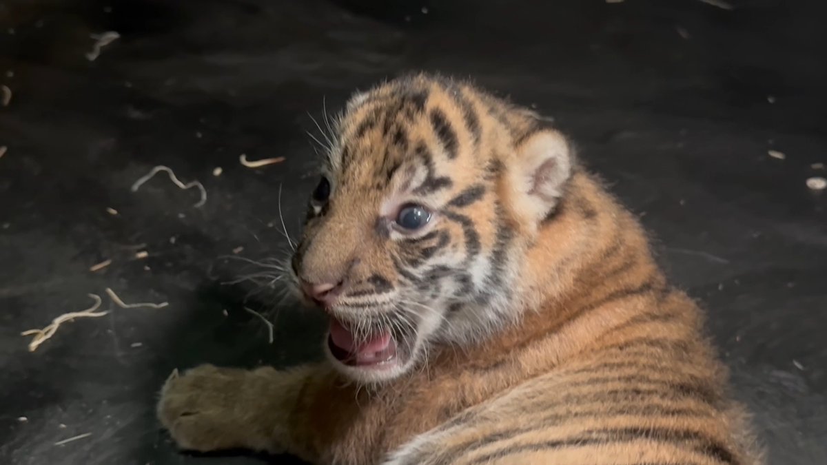 Memphis Zoo had a very special surprise to share with the Memphis community during halftime at the University of Memphis football game: two female Sumatran tiger cubs were born at the Zoo last month! Their big public debut is still a couple of months away, but first, we need YOUR help with something very important: their names! Our tiger care team has selected six name finalists, and now it’s up to you to help narrow them down to the final two, one for each cub. Check out our newest blog post to learn more about the cubs and their care, then cast your vote for your two favorite names! Memphis Tigers #memphiszoo #tiger #memphis #babyanimals