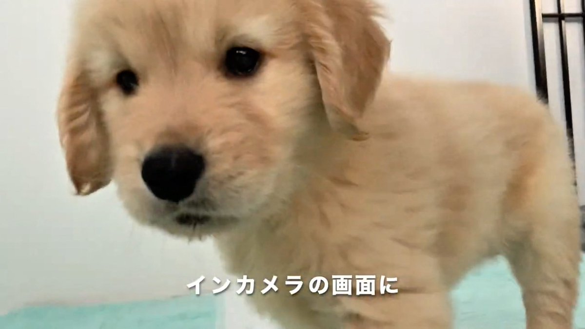 カメラに映った自分を追っかけるゴールデンレトリバー子犬が可愛いすぎる