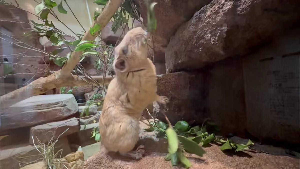 食べたい葉っぱがあるようですが、 どうやらうまくいかないようす。。。 #ecoハウチュー #グンディ