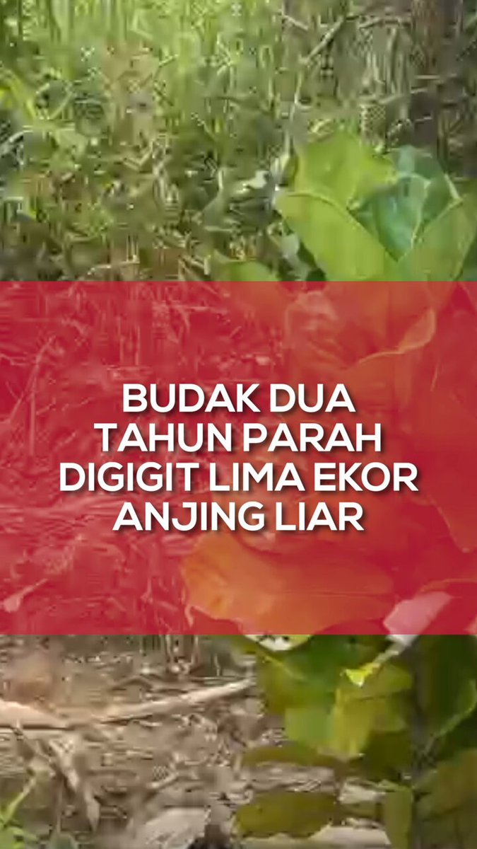 "Saya menjerit lihat cucu terbaring dengan kepala dan mula dipenuhi darah, dikelilingi lima ekor anjing". Berita penuh: