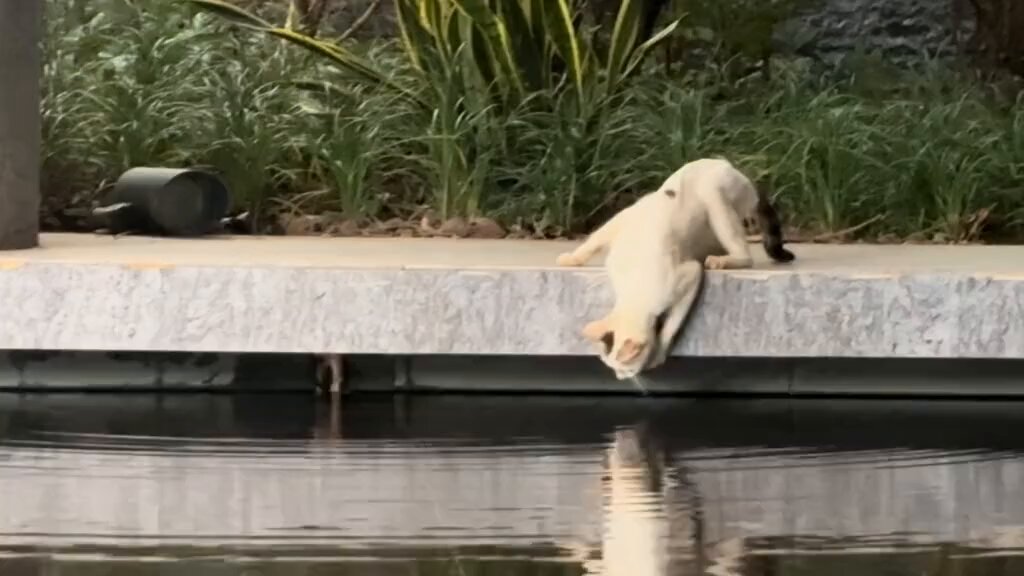 The mother cat is trying hard to save her kitten that fell into the water. It was a close call, but it got rescued. This girl even knew to use a cloth to scoop it out, afraid that if it picked up a human scent the mother would abandon it. Wishing her a lifetime of smooth sailing.