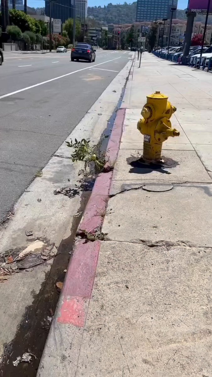 A tomato plant is seen growing out of the sidewalk in Los Angeles, California Likely irrigated with homeless urine and fertilized with homeless feces, it would probably be very dangerous to eat one of these tomatoes This is very LA