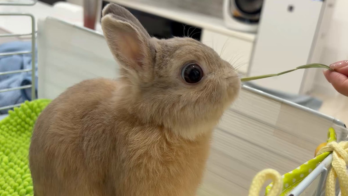 変なこと言うけど、うさぎのチラッと見える白目が好き。