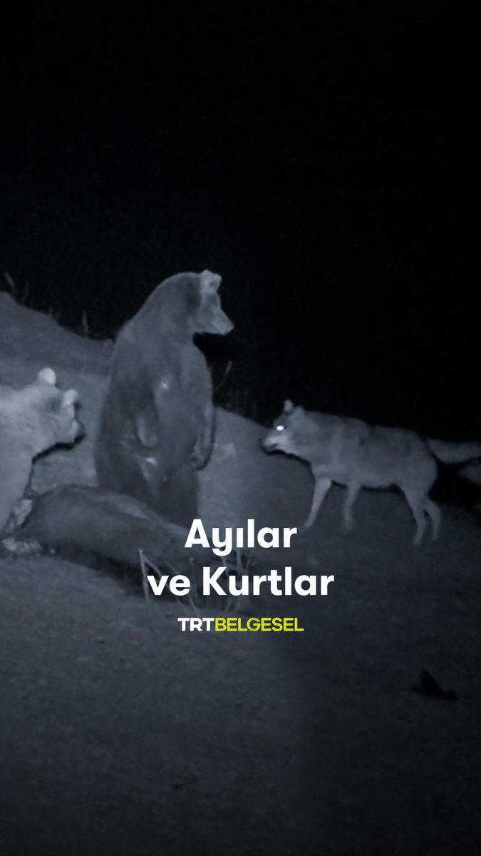 Sarıkamış’ın dondurucu gecelerinde, kış uykusu öncesi son enerjisini toplamaya çalışan ayı ile sabırlı ve kalabalık kurt sürüsü arasında nefes kesen bir mücadele yaşanıyor. 🐺🐻 “Kurt”, 20.30'da TRT Belgesel’de.
