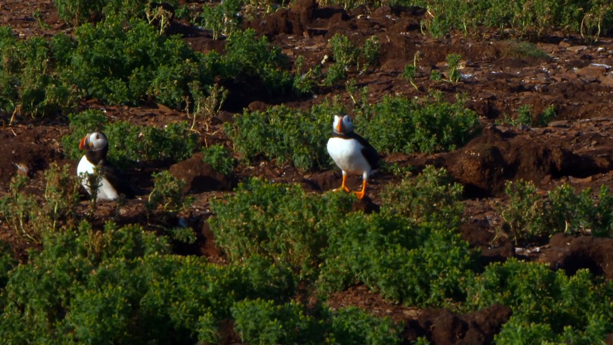 We leave you this Sunday morning on the coast of Newfoundland. Videographer: Mike Hernandez.