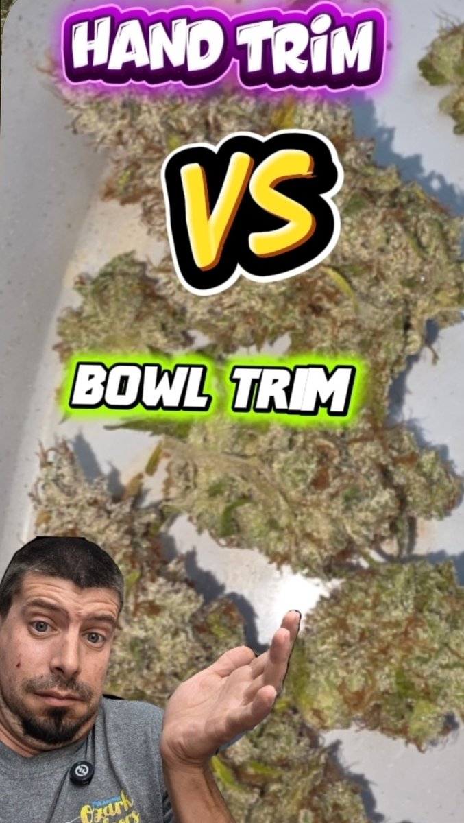 hand trim vs bowl trim. did you guess right? can find the bowl trimmer here. use code MOBUDS314SF for 10% off #handtrim #bowltrimmer #harvest #gardening #mobuds314 ⁨regis mentkowski⁩