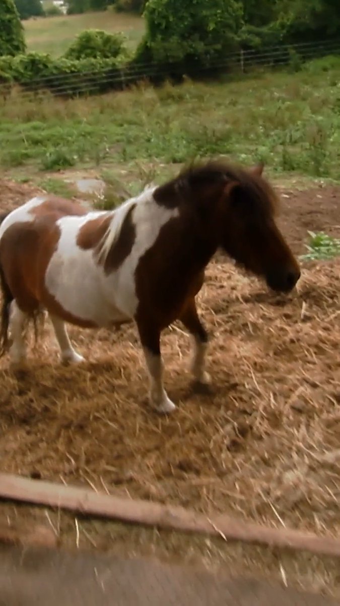 Pup accidentally falls asleep in a horse's stall 🥹🐎 #toocute #puppy #animallovers