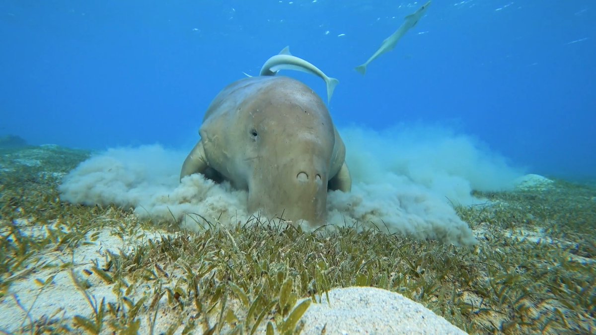 WATCH: This dugong loves to eat! It’s no wonder dugongs are sometimes called "sea cows” — they are slow-moving, herbivorous mammals that spend their days grazing vegetation like seagrass. Learn more about dugongs with our Marine Life Encyclopedia: