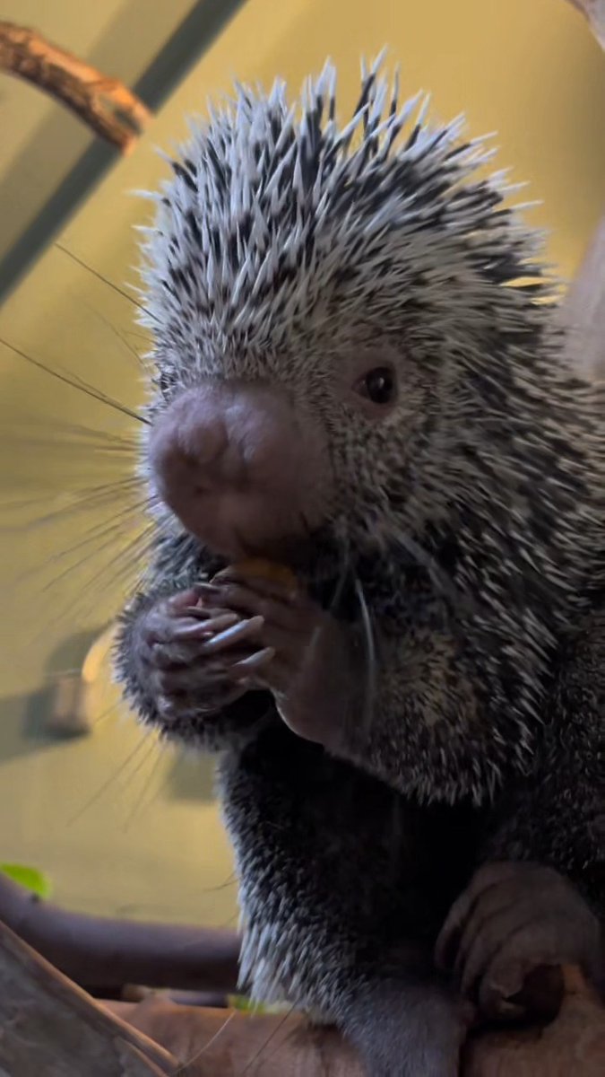 Gigi, the 7 year-old male prehensile-tailed porcupine, enjoyed a very yummy and crunchy walnut snack! 🌰 📸: Debbie, Senior Keeper - Primates