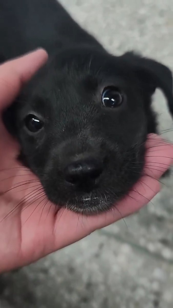 micro size baby with the sweetest dark eyes 🐶