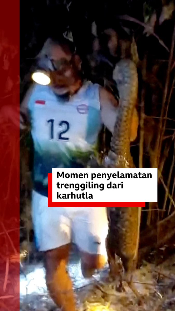 Beberapa trenggiling ditemukan lemas di area karhutla di Berau, Kalimantan Timur. Conservation Animal Network mengerahkan tim untuk menyelamatkan satwa-satwa itu di tengah upaya pemadaman kebakaran. Kini, mereka sudah berhasil diselamatkan dan mendapatkan perawatan.