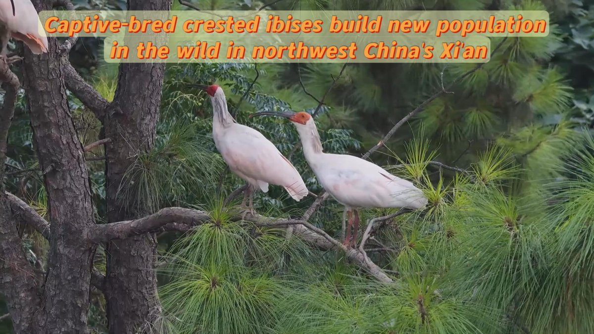 More than 30 crested ibises have been seen gathering near the Qinling Mountains in northwest China's Xi'an. Some are young birds born this year, a sign that ibises released years ago are now breeding successfully in the wild.