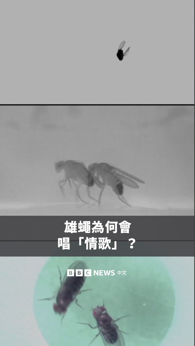你知道雄蝇为何会唱“情歌”吗?🪰 科学家首次成功比较了雄性和雌性果蝇大脑的精细结构,其或许能帮助我们解释它们的某些行为。这些发现最终可能也能帮助科学家更深入了解人类行为。