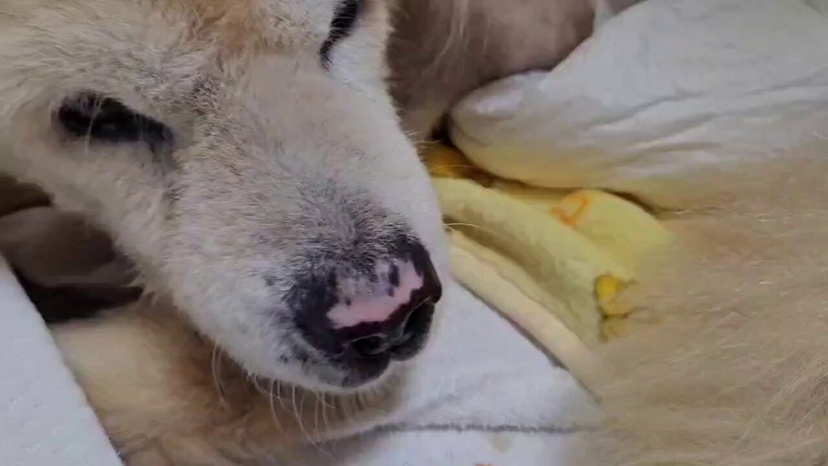 先日の日除けも無い劣悪な外に10年以上も繋ぎ飼育されていた子達。先に小型犬と猫は全員保護しましたが現在、大型犬を保護する場所が無い為、ご近所さんがお世話する為に飼い主が亡くなった家の中を片付け冷房を入れて保護しています。飼い主が存命時は常に水は空っぽで飢えと脱水、暑さ寒さ、→続く