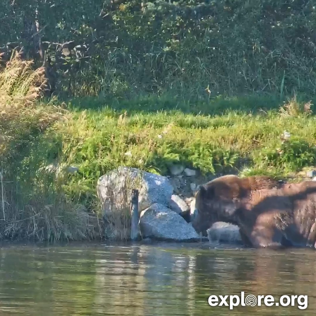 Girl. Bear 909 looking chonk right out of the water.