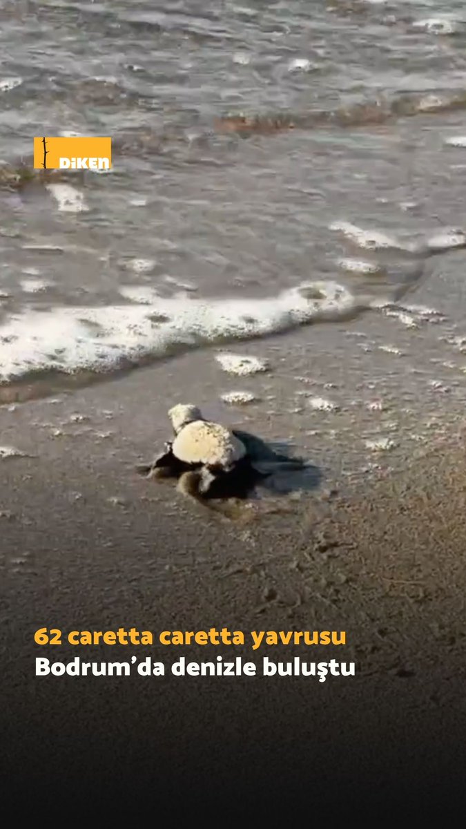 Muğla’nın Bodrum ilçesinde, yumurtadan çıkan 62 caretta caretta yavrusu denize ulaştı.