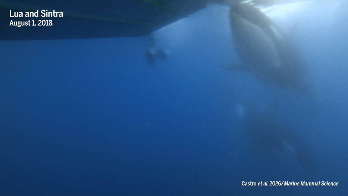 It sounds like an orca rampage. Over the past 6 years, killer whales have been ramming boats off the coasts of Spain and Portugal, sinking nine, and parading fiberglass remnants around like trophies. Vessels are frequently towed into shipyards with tooth rakes on their undersides and rudders ripped off, causing millions of dollars in damage. Sailors have had enough. But are the giant cetaceans really out for blood? Not according to a recent study: Based on underwater footage and firsthand observations, scientists conclude the killer whales aren’t trying to harm humans. Instead, they probably just want to play. Learn more: