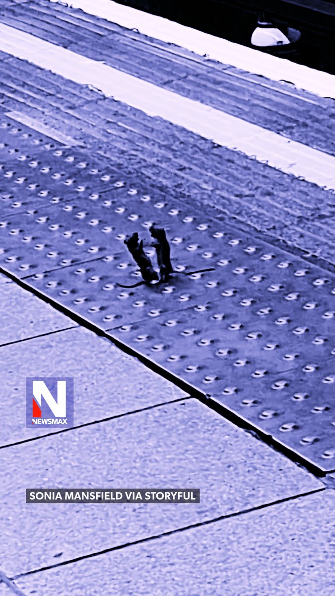MOUSE MATCH: London commuters got some unexpected entertainment when two mice were caught on camera sparring at the Oxford Circus Underground station last month. The woman who filmed the pint-sized showdown said she and her friend “couldn’t stop laughing” at the scene.