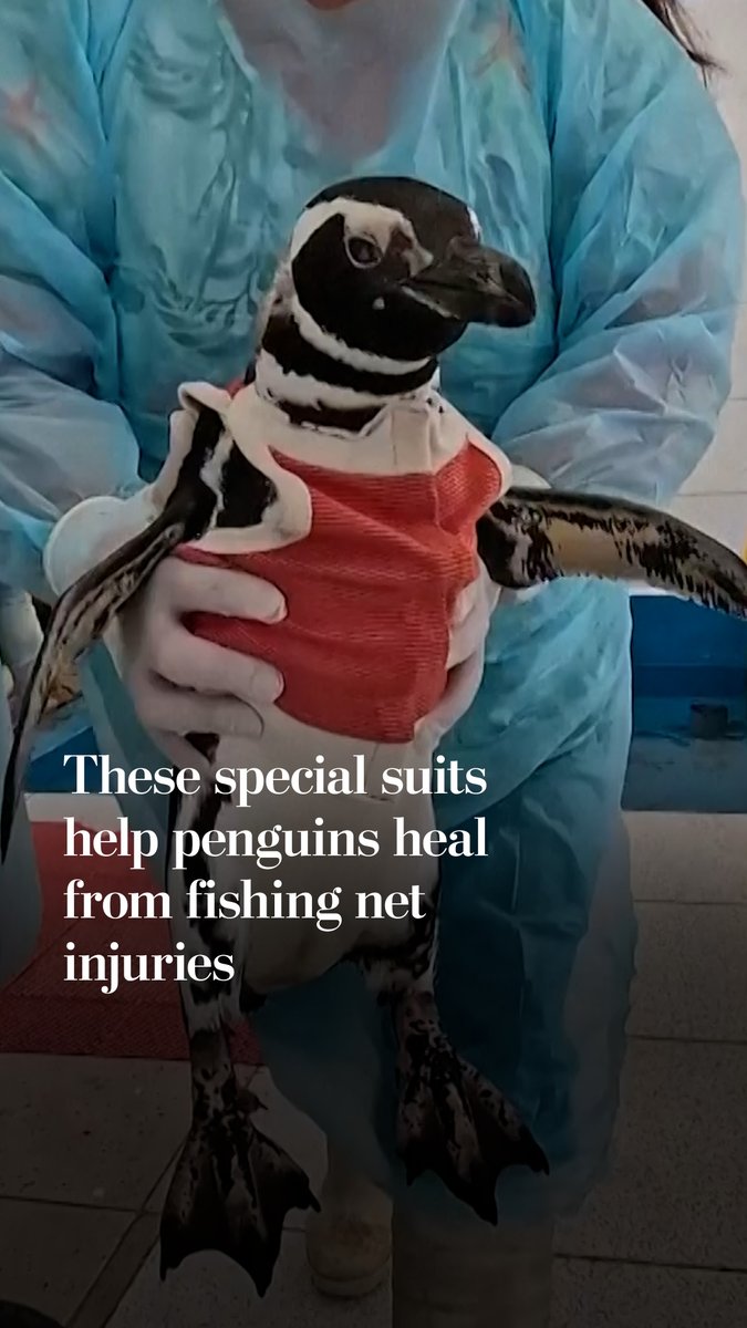 Chilean researchers have designed a special bodysuit for injured penguins made from copper and zinc to help wounds heal more quickly.