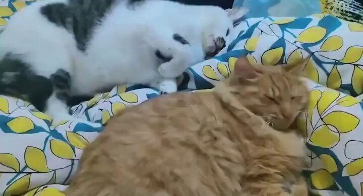 He's just trying to protect his friends