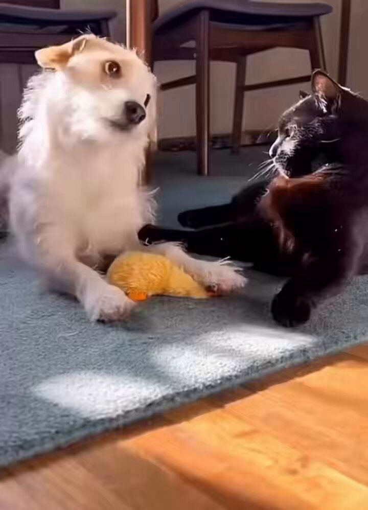 Amigos son los amigos 🐶♥️🐾