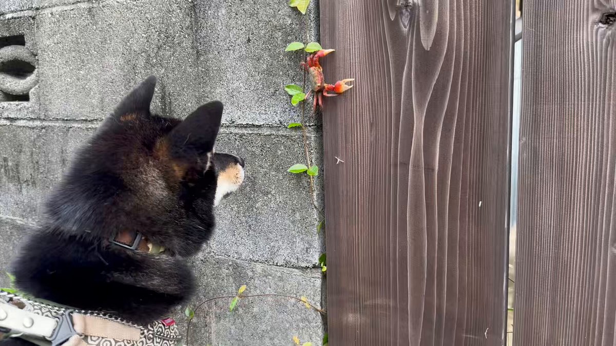 うちのおこげもビビりながらカニに挨拶してるから見て