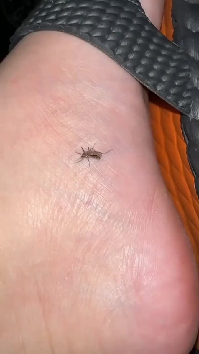 اختبار البعوضة تحت الماء وتحت ضوء الشمس.. هل تنجو؟ 😳