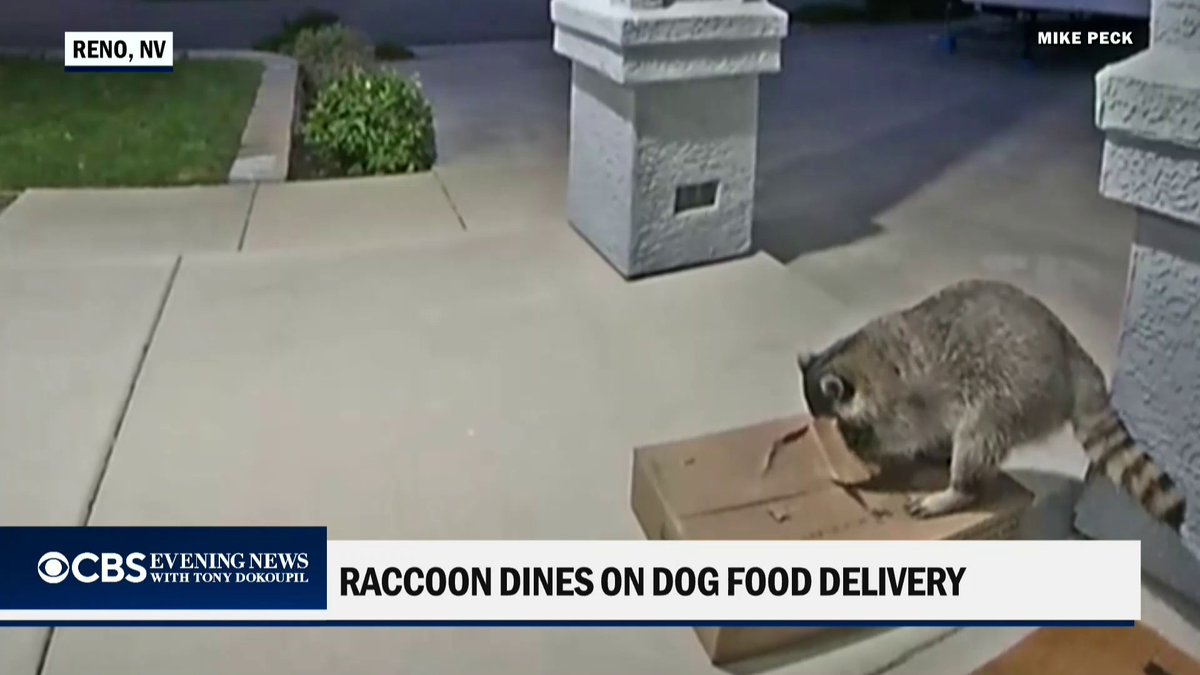 A raccoon found a heavy box of dog food on a porch in Reno last week, and the family’s security camera captured it opening the box and helping itself. The animal eventually got full and left, but the entire box of dog food had to be thrown out.
