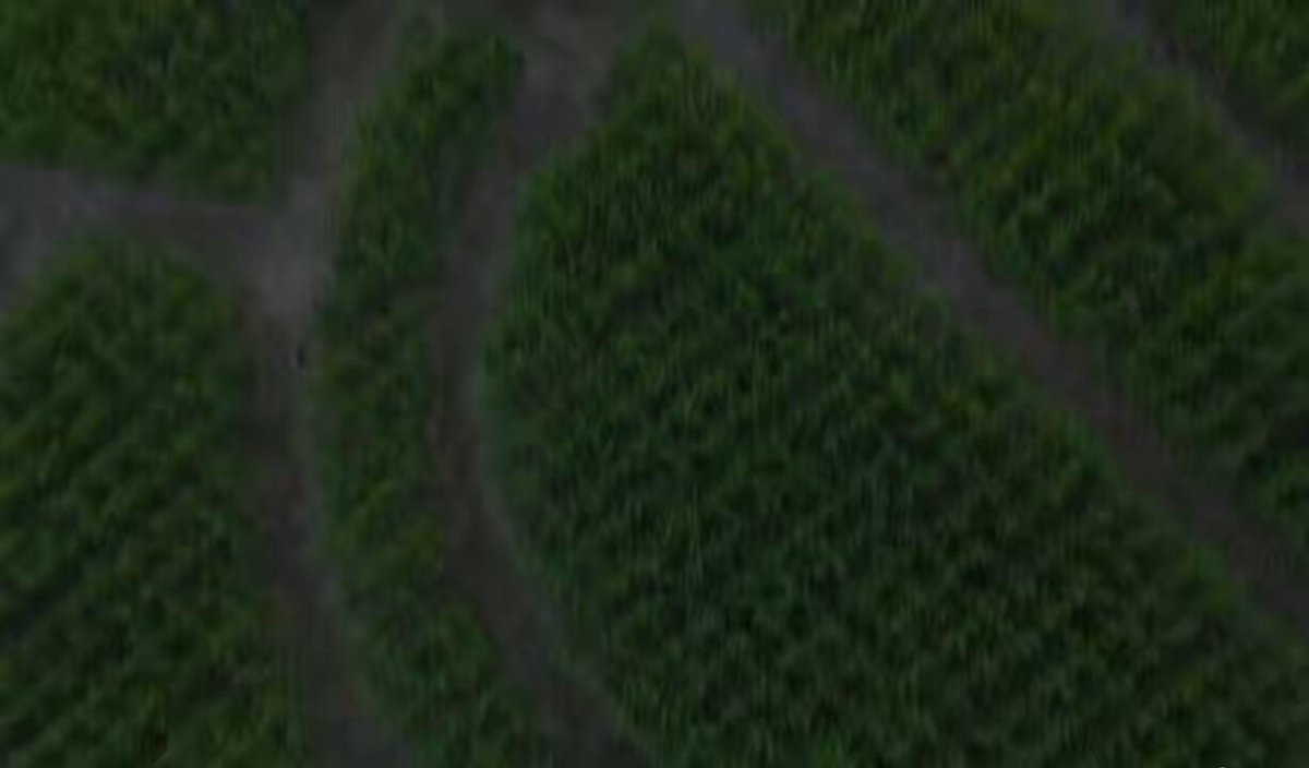 LOOK: Kidd Family Farm in KY has created a corn maze with a UK logo in it! 🤯🔥