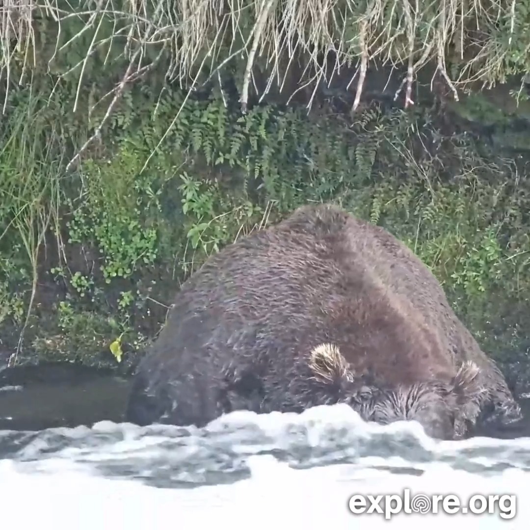 Year over year this massive hunk returns to the falls, imploring you to consider him for the role of fat bear king.