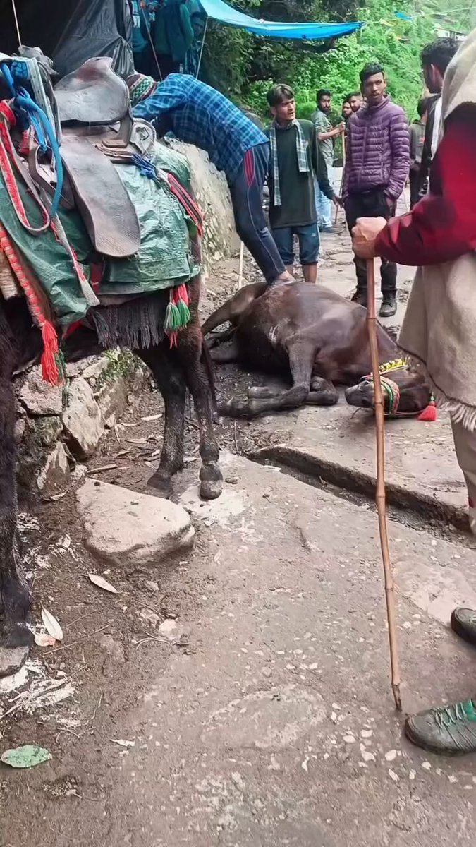 A horse collapses from exhaustion in Kedarnath, Uttarakhand. So many donkeys, mules and horses die on this route while the government remains busy making money from tourism. How many more animals have to suffer and die before their welfare is taken seriously? Pushkar Singh Dhami