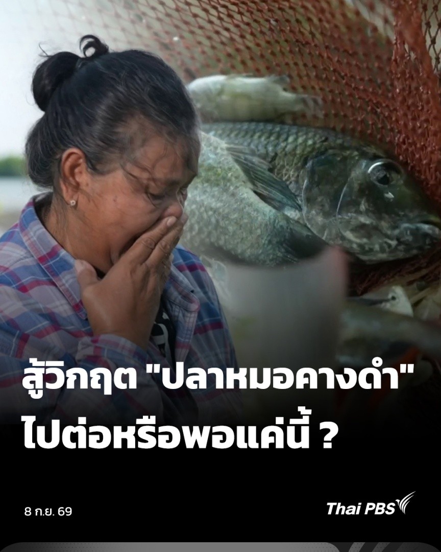 ย้อนไปเมื่อ 6 ปีที่แล้ว ใน ต.พันท้ายนรสิงห์ อ.เมืองสมุทรสาคร พบการแพร่ระบาดของปลาหมอคางดำ กระทบกับการเพาะเลี้ยงสัตว์น้ำของเกษตรกร จนถึงวันนี้ บางคนหมดกำลังใจที่จะสู้ต่อ เพราะขาดทุนสะสม จนต้องเปลี่ยนอาชีพ #ข่าวค่ำ #ThaiPBS #ข่าวไทยพีบีเอส #ข่าวที่คุณวางใจ