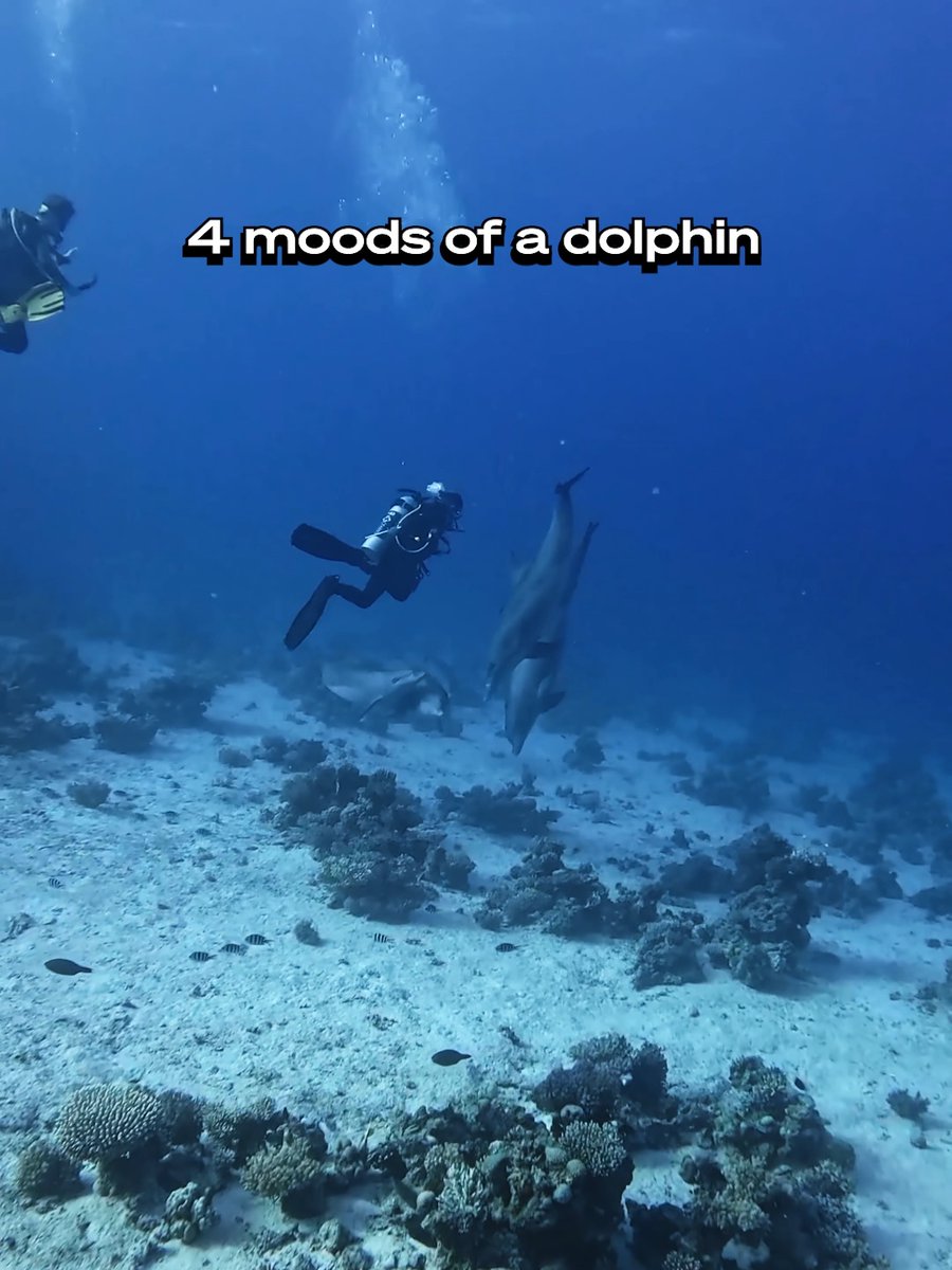 Dolphins have many personalities ๐ Captured by $500 #GoProAwards recipient Chelsea Vendy. #GoPro #WildlifePhotography #Dolphin #Cute