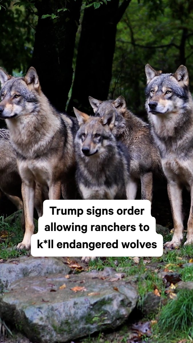 Wolves in America were nearly wiped out, but scientists say they’re essential to healthy ecosystems. The Trump administration signed an order directing the Interior and Agriculture Departments to let ranchers kill wolves to protect their herds. The order also tells the Interior Department to consider stripping gray wolves and Mexican wolves of their endangered species protections altogether.