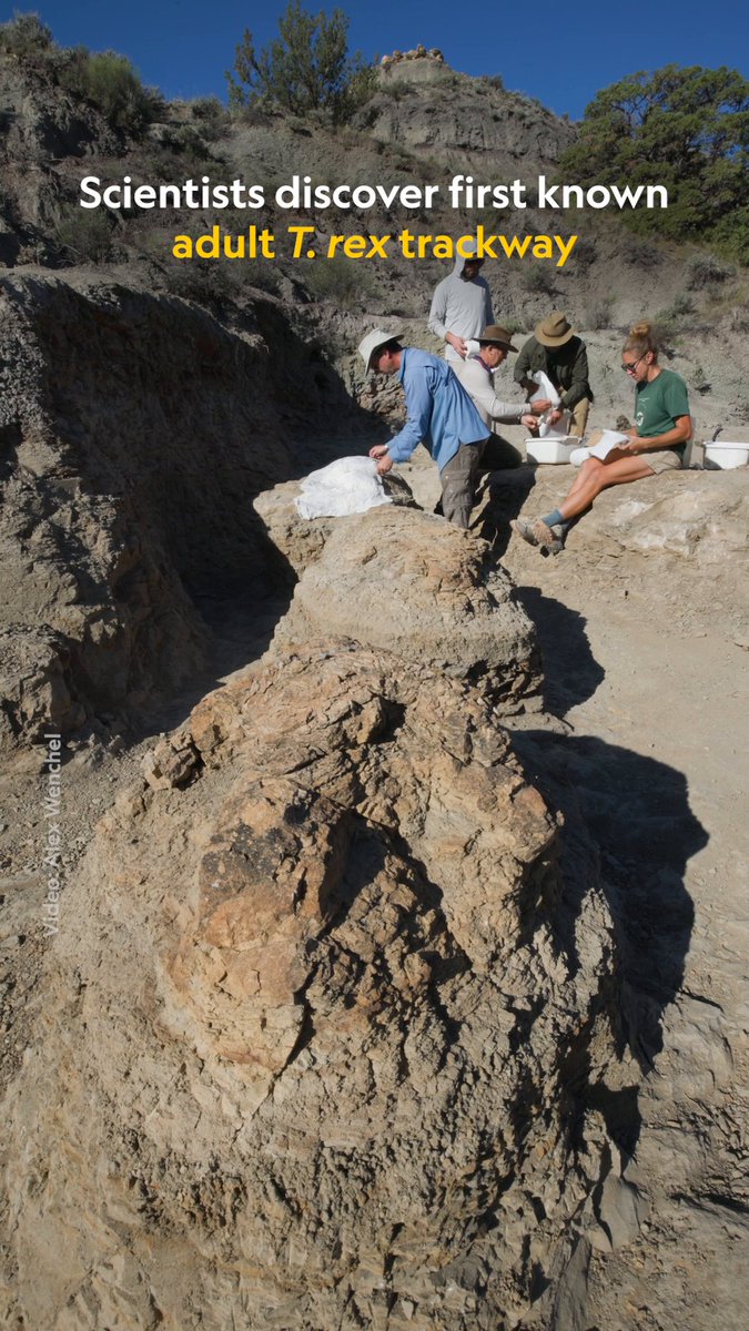 High school teacher Kent Hups made history when he discovered the first adult T. rex trackway last year. Working with National Geographic Explorer Tyler Lyson, the pair excavated five footprints, each preserved as a 3D shape in ancient rocks: