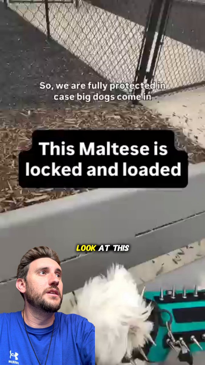 The comments section for this video was BRUTAL. Why even go out if you have to put all that stuff on your dog? Let the dog be a dog!