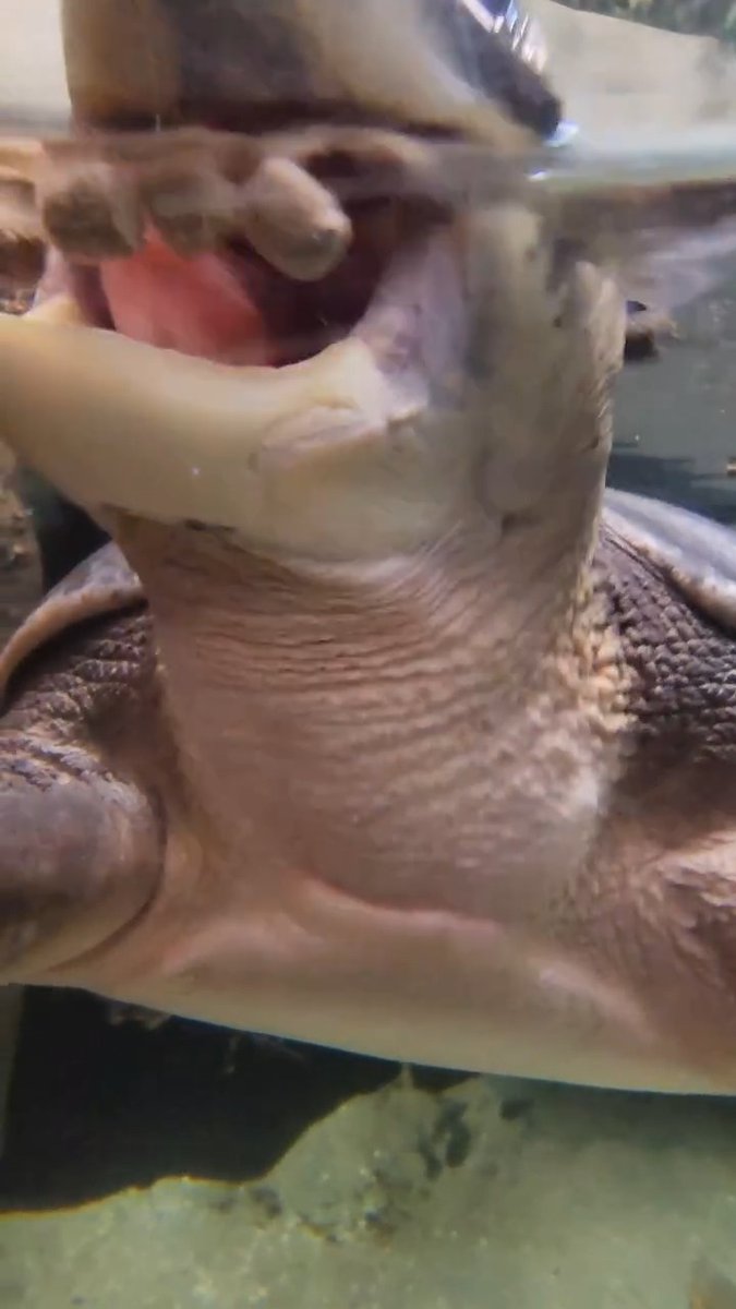 ✋STOP scrolling and say hi to Meatball while she chomps some turtle biscuits!
