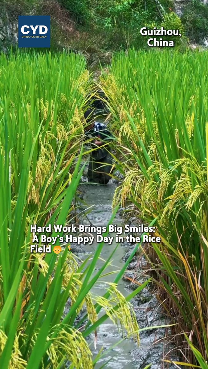Little pleasures Hidden in Rice Paddies 👦🌾✨ Tucked amid towering green rice stalks, a tiny boy hunts for fish in the paddy water. He snatches a catch in a flash, then tumbles down with a soft thud. Instead of crying, he picks himself up bravely and presses on. That glowing grin on his face tells it all. Childhood’s most precious magic lies in these unplanned little joys out in the countryside. 😊🌿 Source: Bu Wan(Douyin)