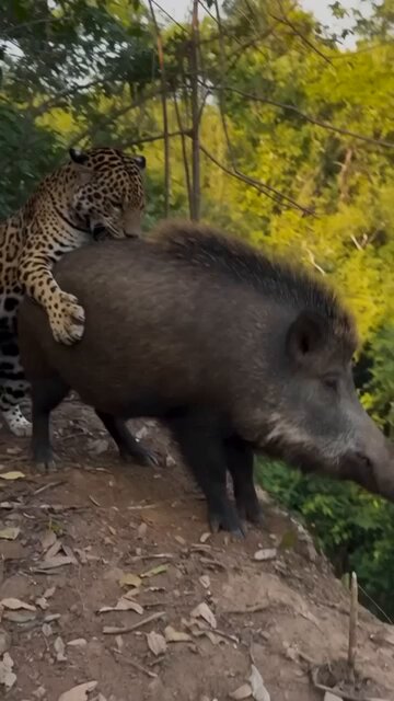 The Jaguar Thought It Had Won… Until This Happened 😅