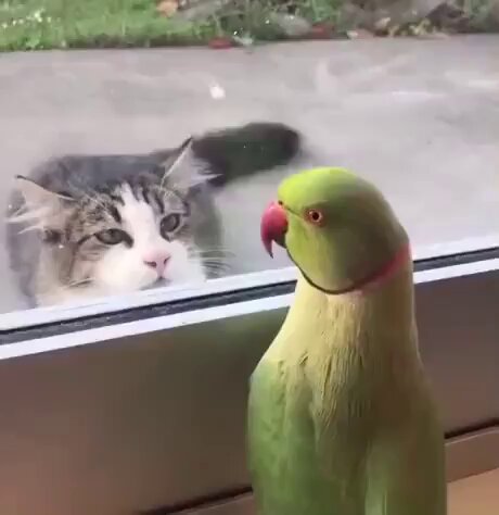 If anyone would like to see a short video of a cat wishing, more than anything in the whole world that there wasn’t some glass separating it from this little piss-taker, this is your lucky day.